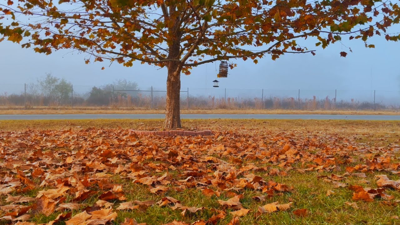 Эпизод 19 | Осень: Туманные утра 🍁🍂 Медленные дни, работа в саду 🌿 Сельская жизнь