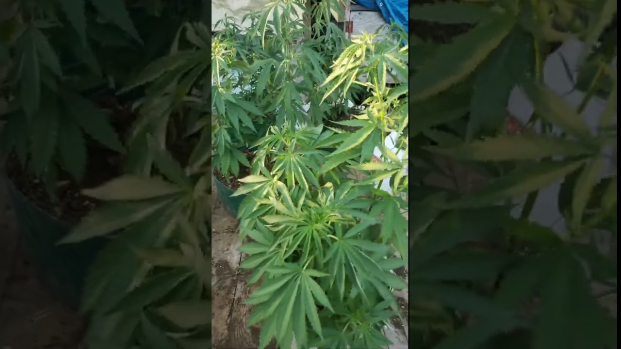 Jamaican Marijuana In The Back Yard
