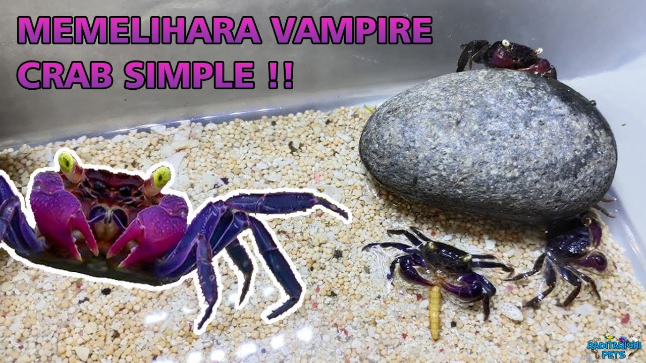 Memelihara Vampire Crab SIMPLE, Ga Perlu Paludarium Bisa Awet !! | How To Keep Vampire Crab 🧛🏻🦀