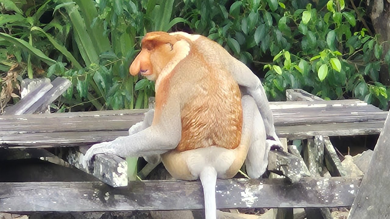 Nosate opice Kahau v Labuk bay, Borneo, Malaysia 
