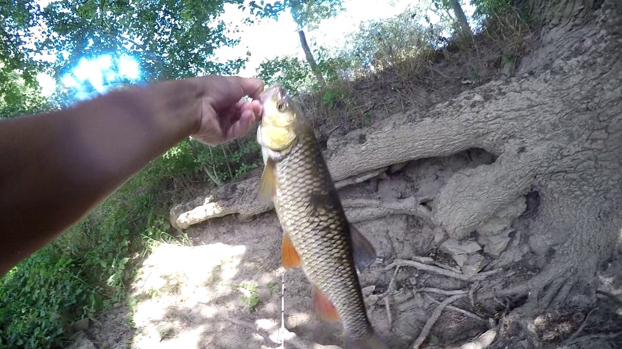 Session chevesne à la sauterelle