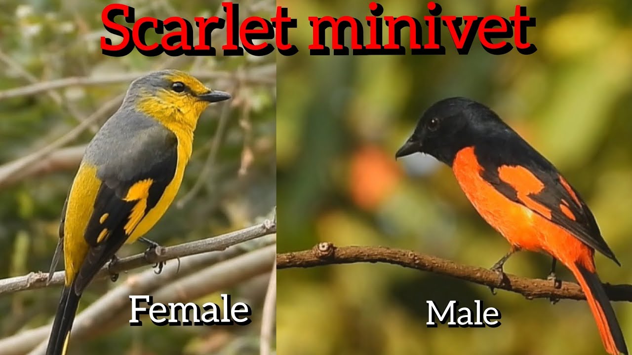 Scarlet minivet bird's couple #birds #birdwatching #naturephotography #wildlifephotography #nature