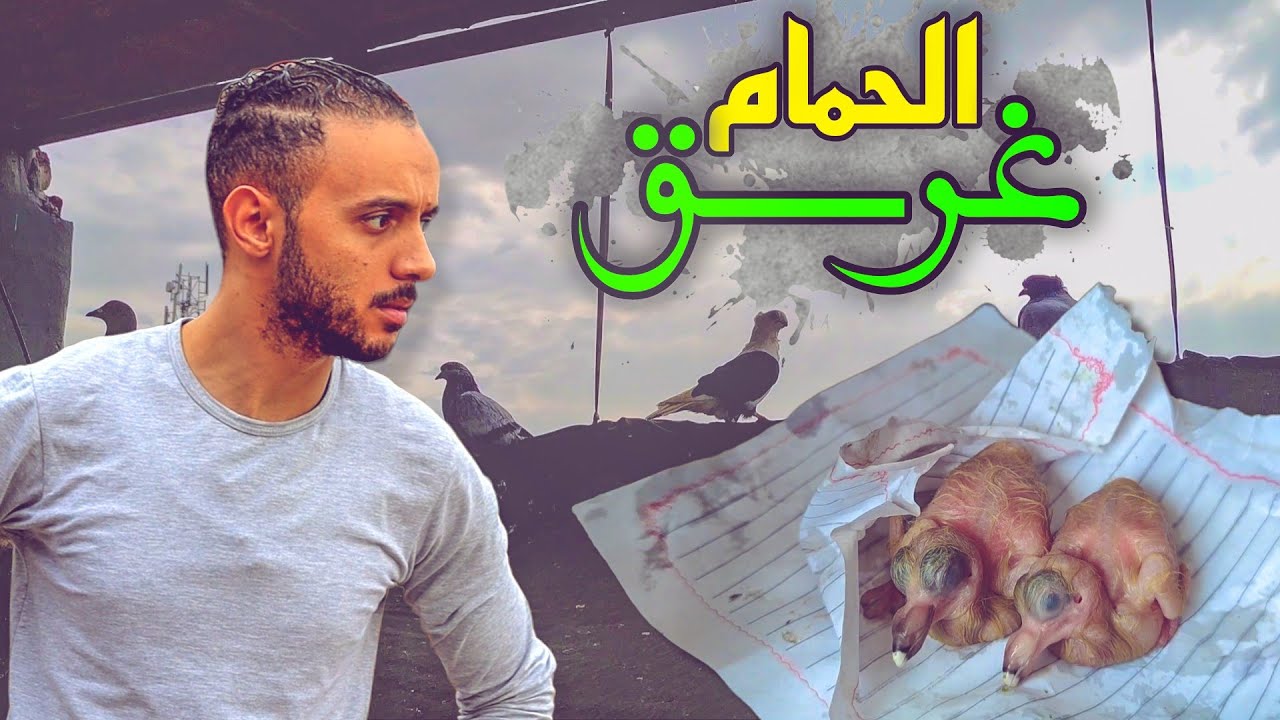 اكبر شتواية حضرها الحمام {اول مره اتصدم كده من المنظر }😱
