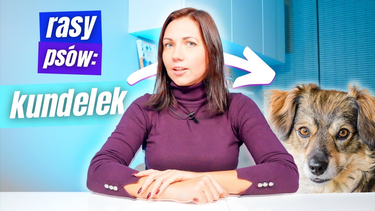 Kundelek, czyli najpopularniejszy psiak w naszym kraju | Rasy Psów odc.11
