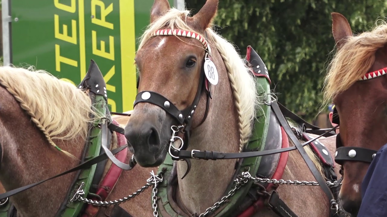 Zugleistungsprüfung Vierspänner Titanen der Rennbahn Brück 23.6.2018