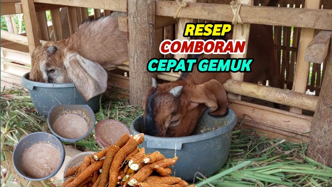 Resep Comboran Kambing Cepat Gemuk #rajakambing