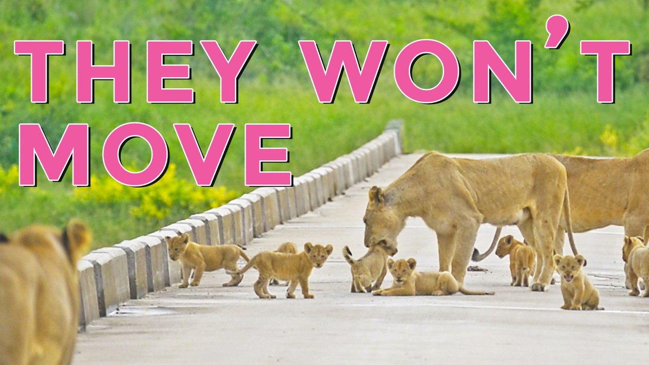 The Cutest Baby Wildlife Roadblocks You’ve Ever Seen