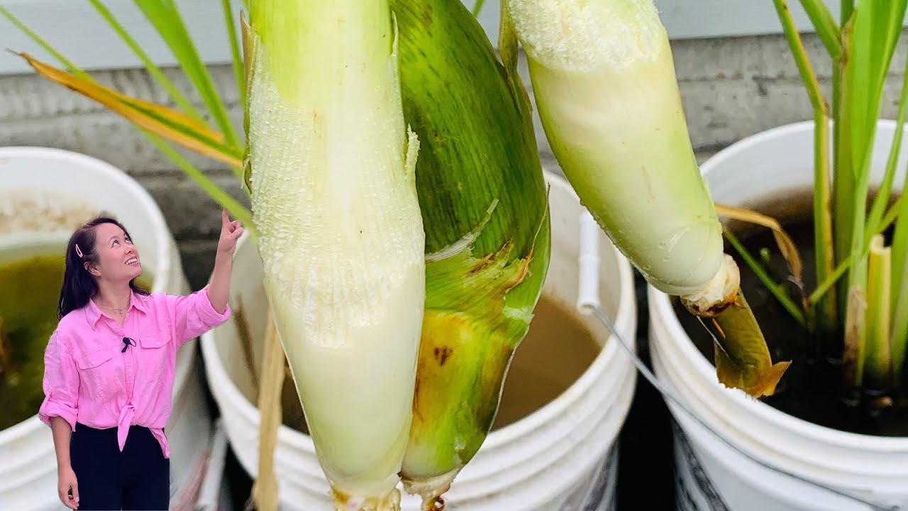 [ENG SUB] 在美国种茭白那些事，超级简单4个步骤 How to Plant Zizania Water Bamboo in America