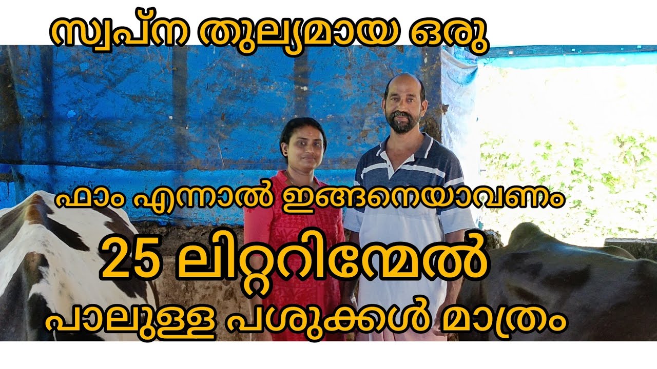 ഫാം ആകുമ്പോൾ ഇതുപോലെ ആവണം 25 ലിറ്റർ പാലിന് മേലെയുള്ള പശുക്കൾ മാത്രം/ farming/miyafarm kichan vlog