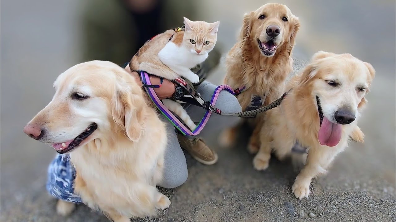 久々のお出かけにルンルン気分な愛犬と相変わらず挙動不審だった猫【ゴールデンレトリバー】