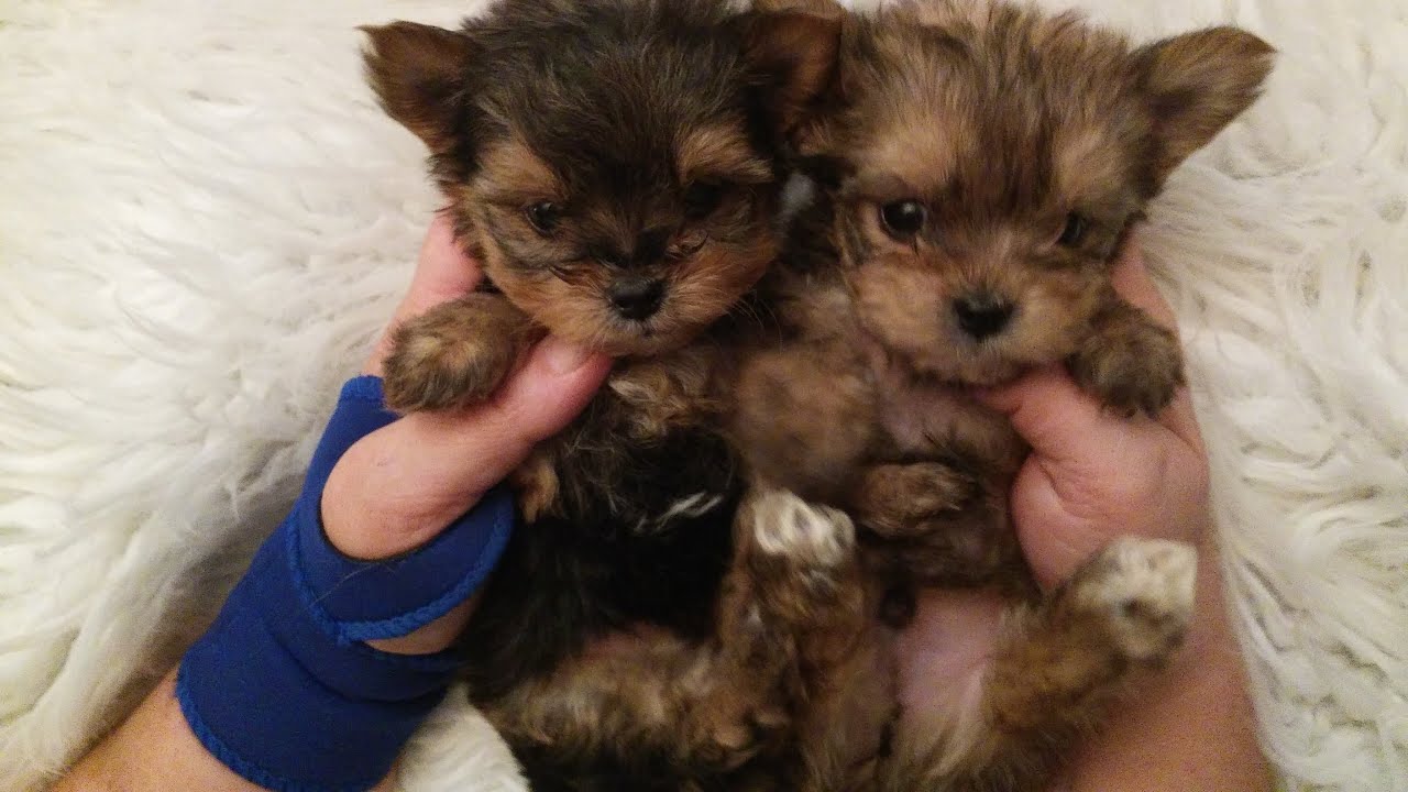 The Faery Dog Mother: Squeakers MORKIE babies! Ready soon!
