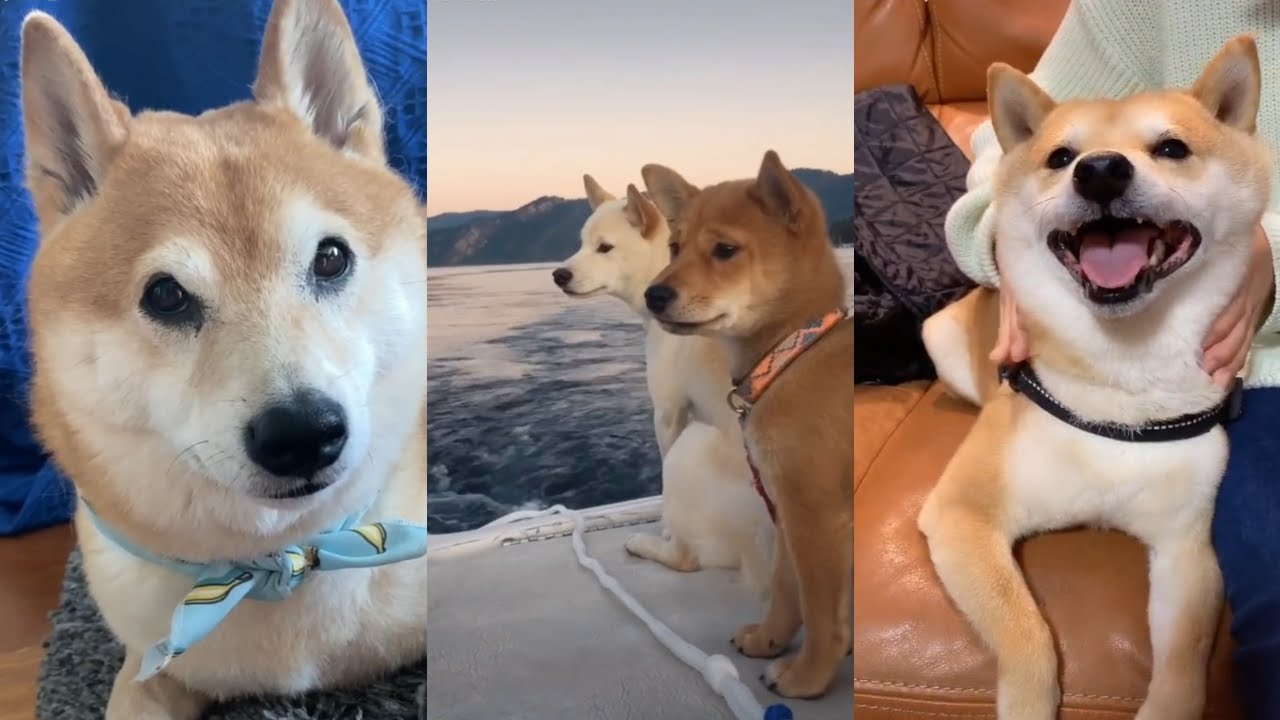 Cute and Funny Shiba Inu TikTok Compilation