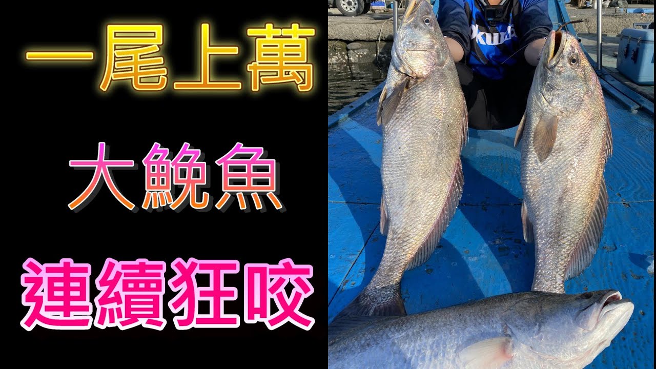 有錢吃鮸 無錢免吃 紅口大鮸一尾上萬的魚 最近西部沿海四處大咬 原來鮸魚可以釣浮標的 比起靠引擎擋流魯煞輕鬆很多 發現新天地了