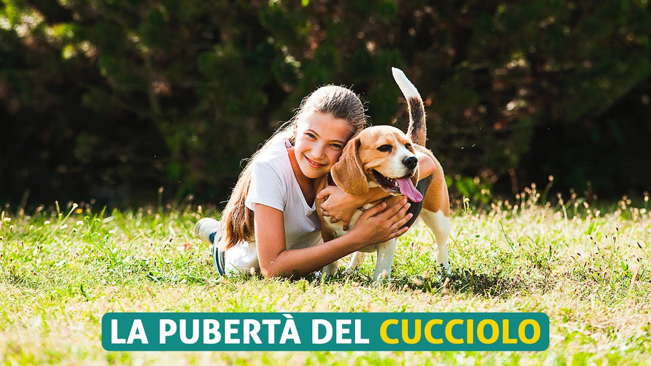 La pubertà nel cucciolo🐶