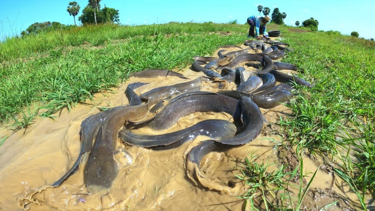 Amazing fishing  ! Fishing in the rice fields with little water can catch a lot of fish.