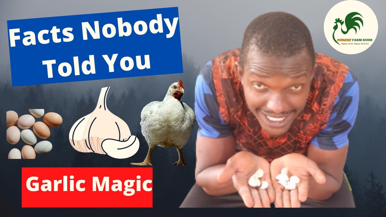 How I  Prepare and  Use Garlic for chicken to Improve  performance