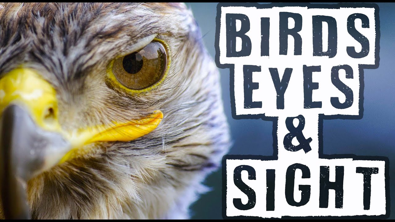 Bird Vision Explained! | Why Birds See the World Better Than Us!