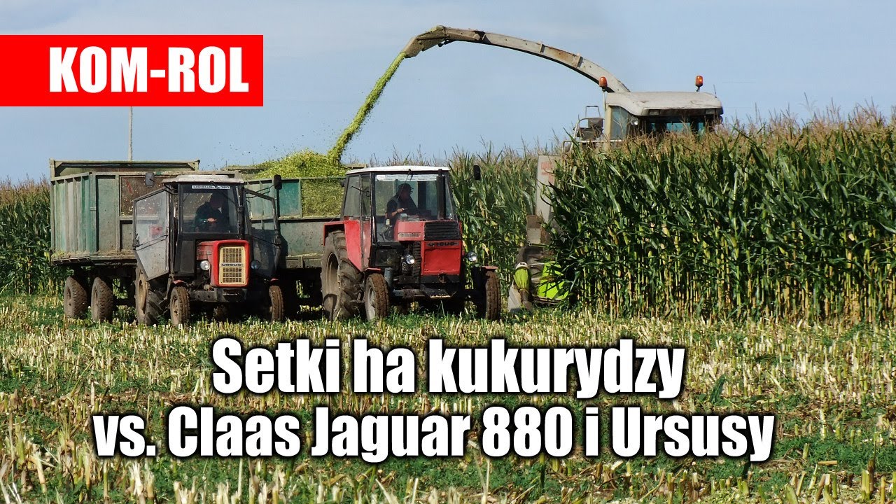 Setki ha kukurydzy vs. Claas Jaguar 880 i Ursusy z Kom-Rol Kobylniki - 2021