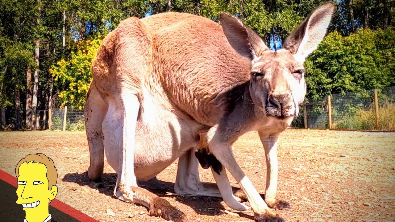 KANGAROOS IN CANADA - Kangaroo Creek Farm, Kelowna BC