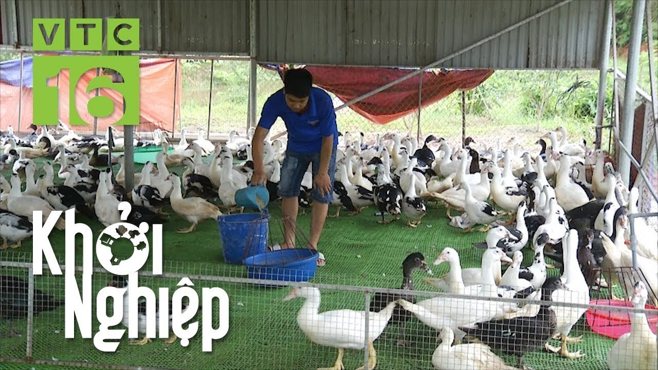 Những lưu ý chăm sóc ngan giai đoạn úm | VTC16