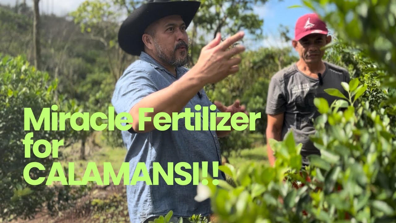 MIRACLE FERTILIZER NG AMING CALAMANSI! AMAAAAAAAZING!!!!