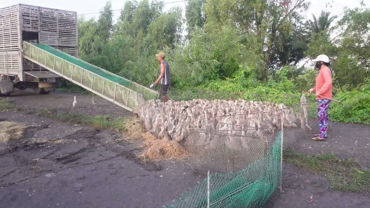Full video 2 : Daily life of ducks running in the fields foraging - Using trucks to transport ducks 