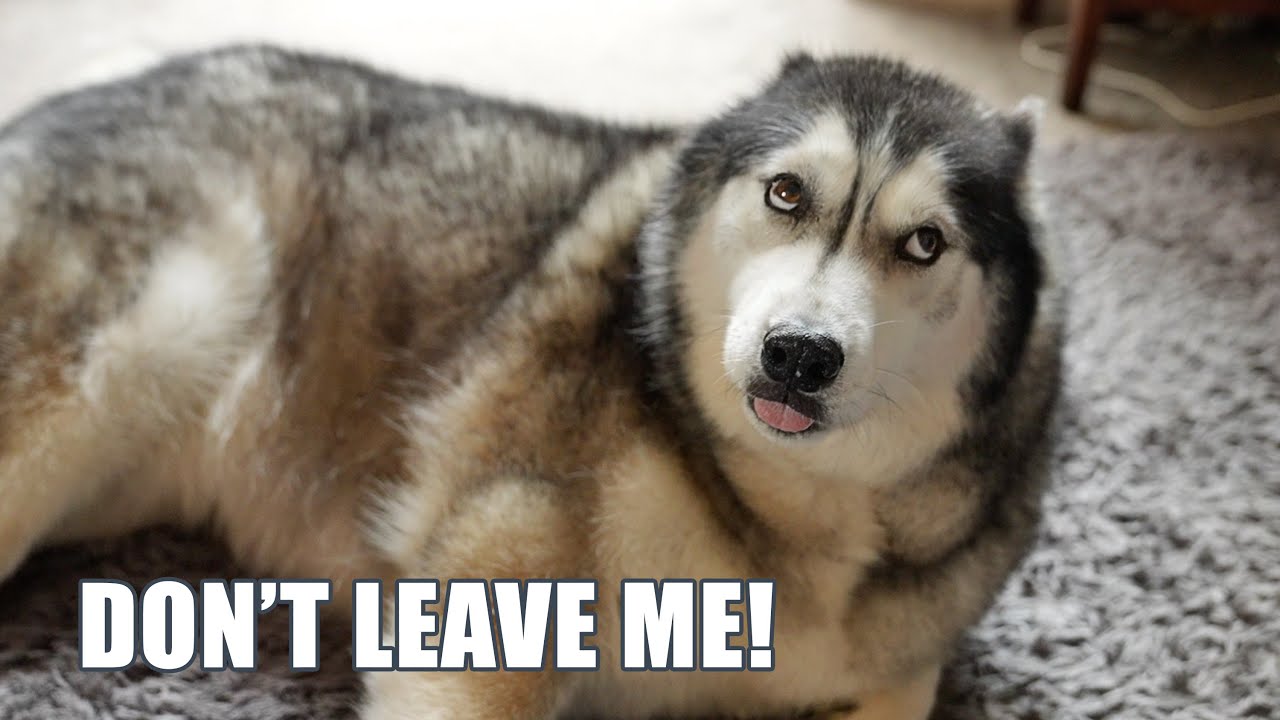 Husky Sad His Nan is Going Away!