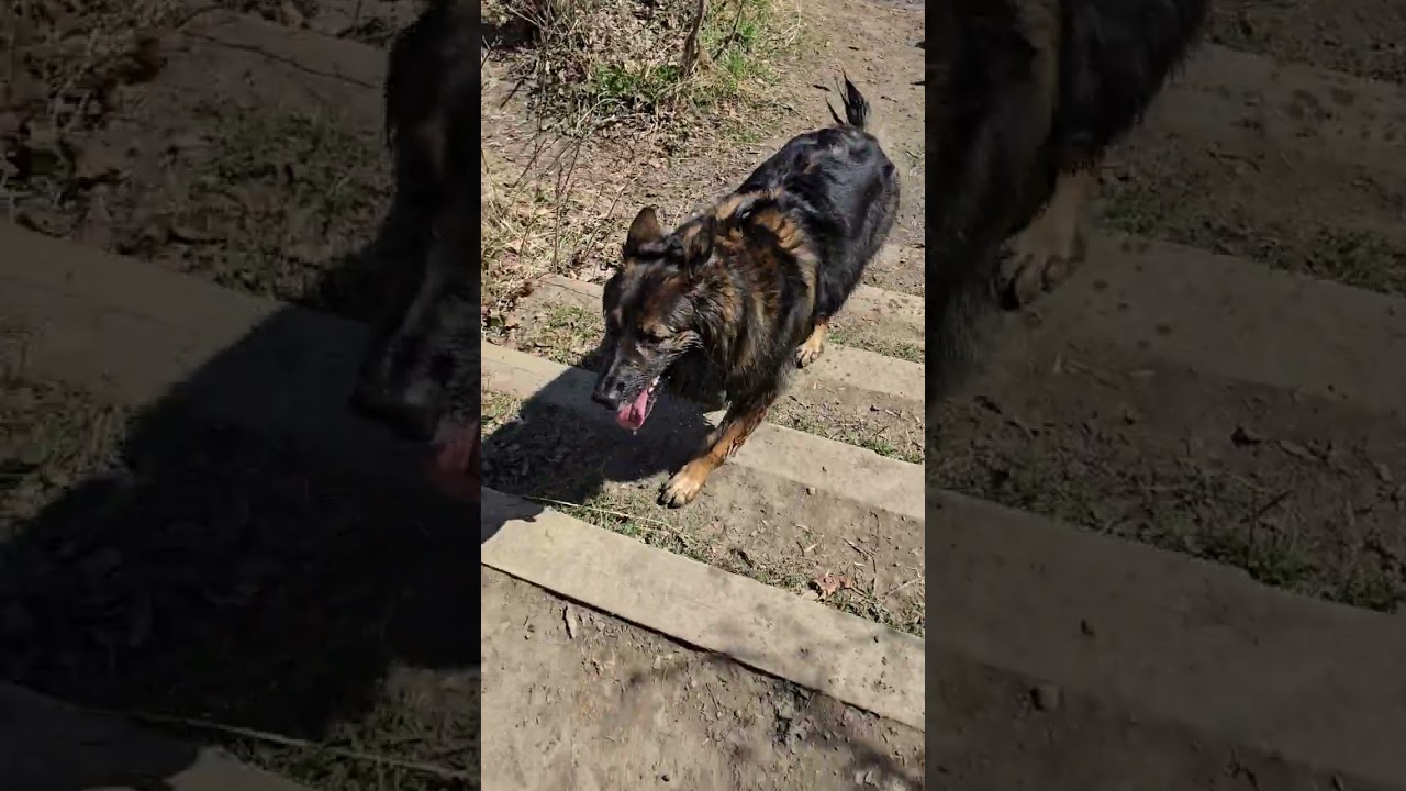 2. Monday walk with Gjoa, Nugget and Max☀️🐾🐶