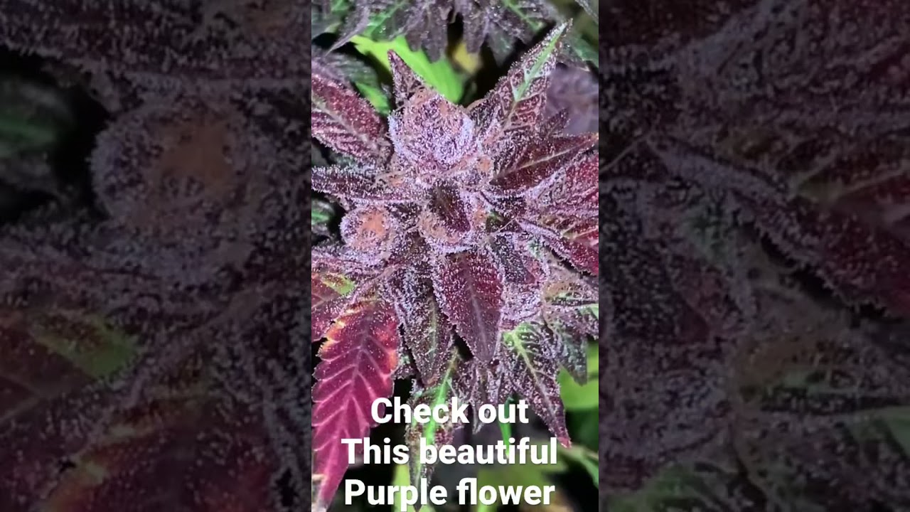 Check out this beautiful purple flower #indoorplants #garden #grassinclass