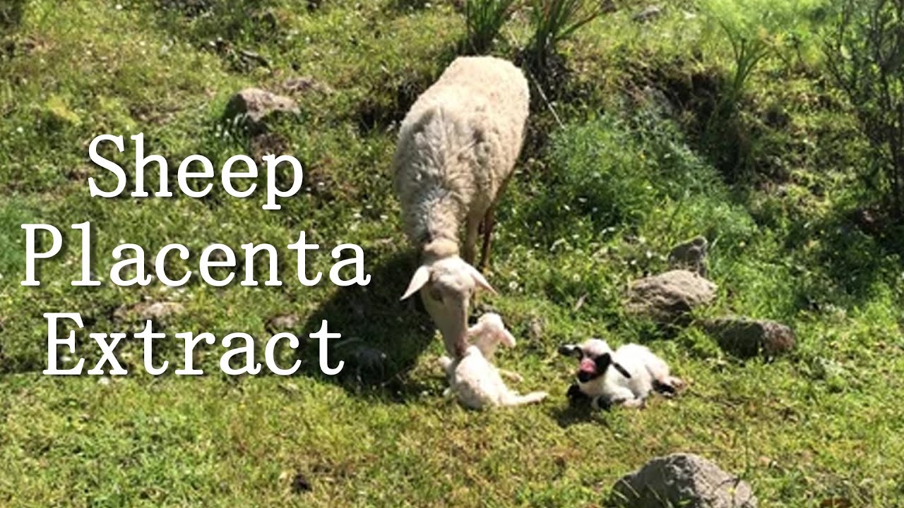 Sheep Placenta Extract, Used in cosmetics and skincare products