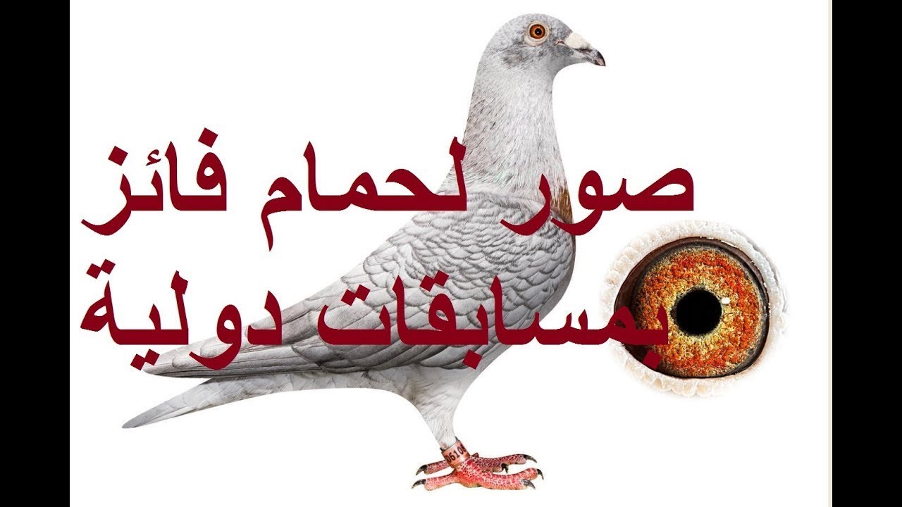 صور من انحاء العالم للحمام الزاجل فائز بسباقات دولية