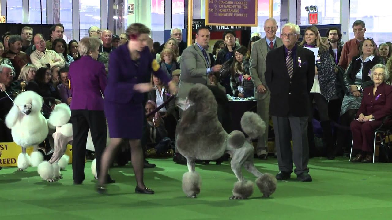 Poodle Standard Westminster Kennel Club Dog Show 2016