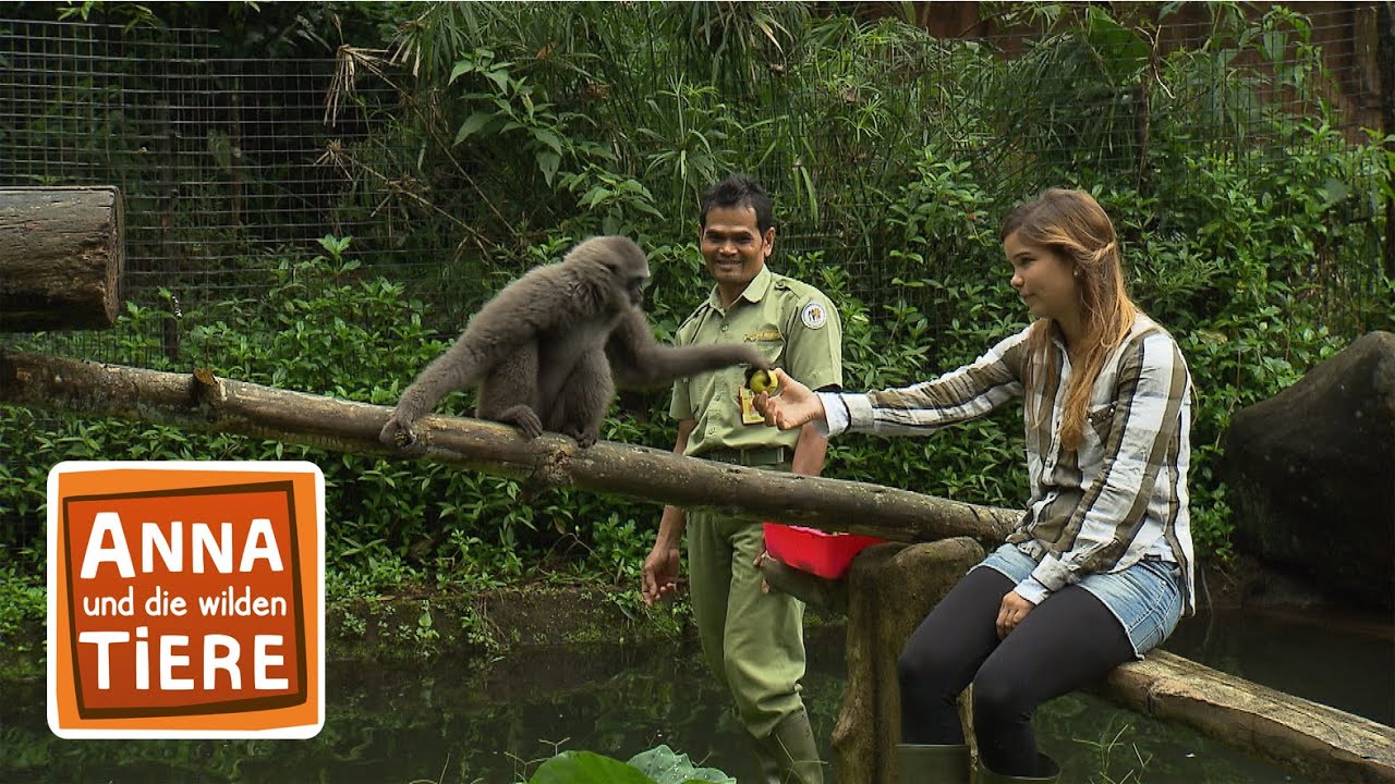 Der Gesang der Gibbons | Reportage für Kinder | Anna und die wilden Tiere
