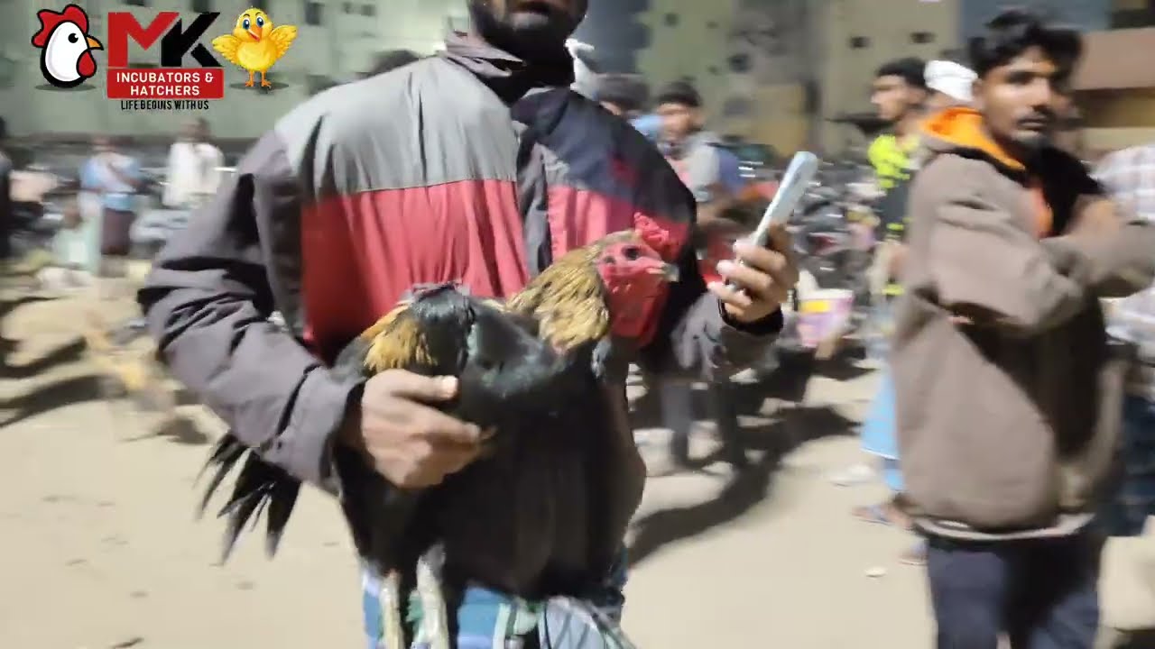 Konganapuram nattu koli sandhai #nattukoli #nattukolipannai #nattukolimarket