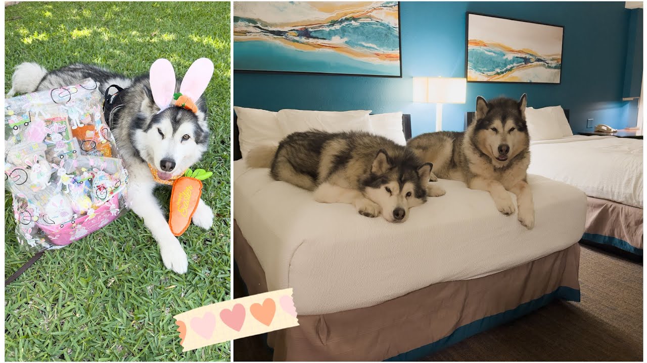 Our life with Malamutes vlogs