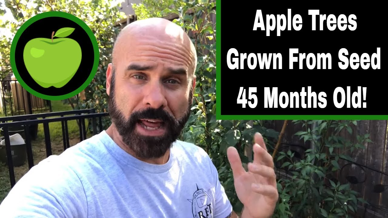 Apple Trees From Seed Update - 45 Months Old!