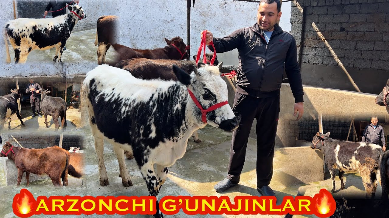 🔥SIFATLI VA ARZONCHI G’UNAJINLAR🔥TOSHKENT 99-870-66-87