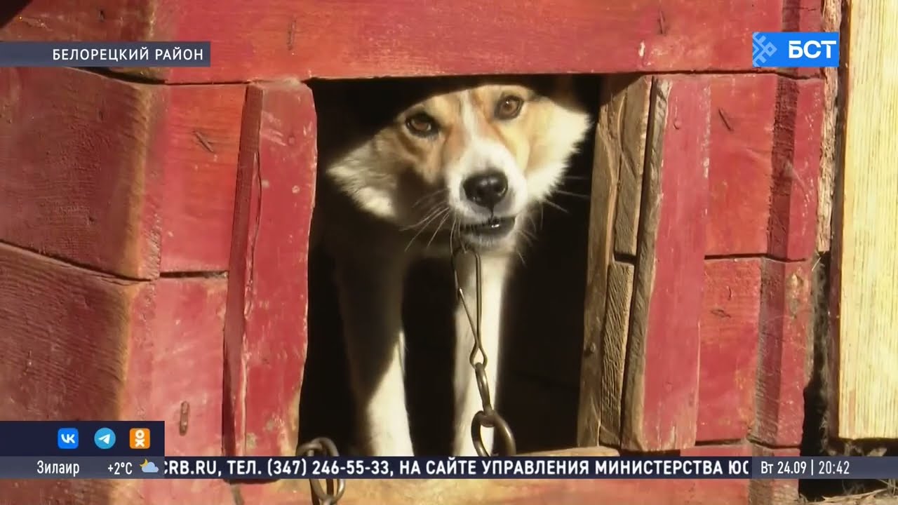 В Башкирии медведи терроризируют жителей села