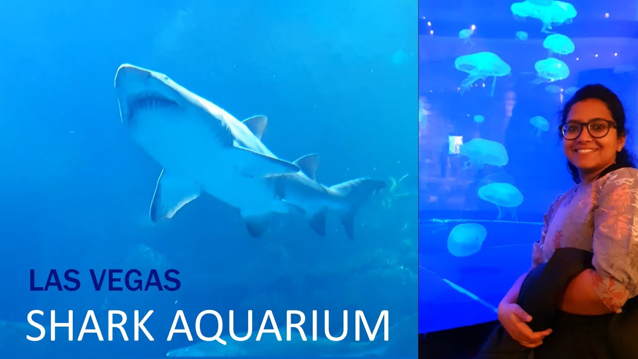 SHARK Aquarium -Las Vegas| US ka ajeeb sheher Las Vegas-Part 3