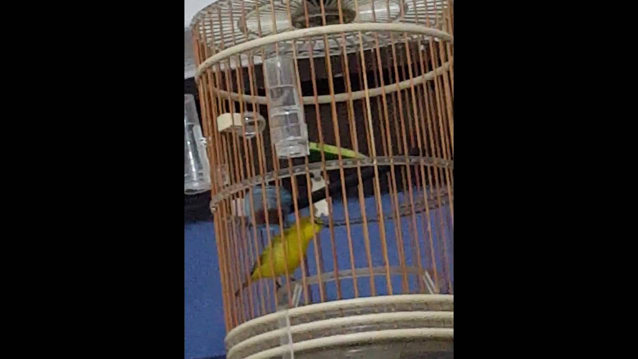 Zosterops vaughani (pemba white eye)