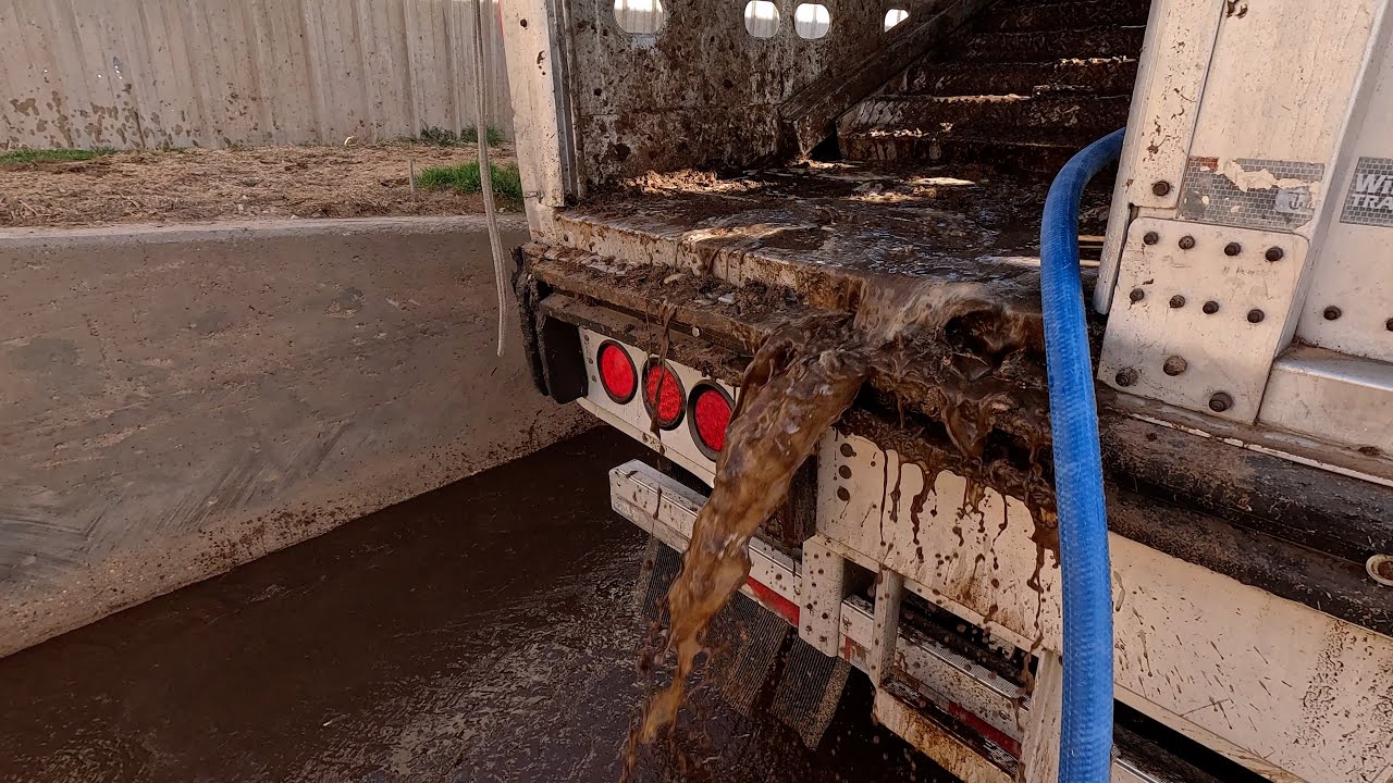 Time to washout (cattle washout ASMR Ep.1