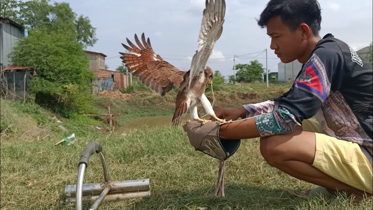 training Rufous-winged buzard ការបង្ហាត់ស្ទាំងតាង៉ែត តើស្ទាំងតាង៉ែតចេះចាប់អត់?