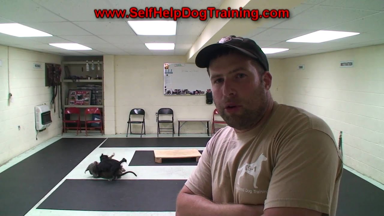 How to Train a Dog to Come When Called - Tips by K9-1 Dog Training.