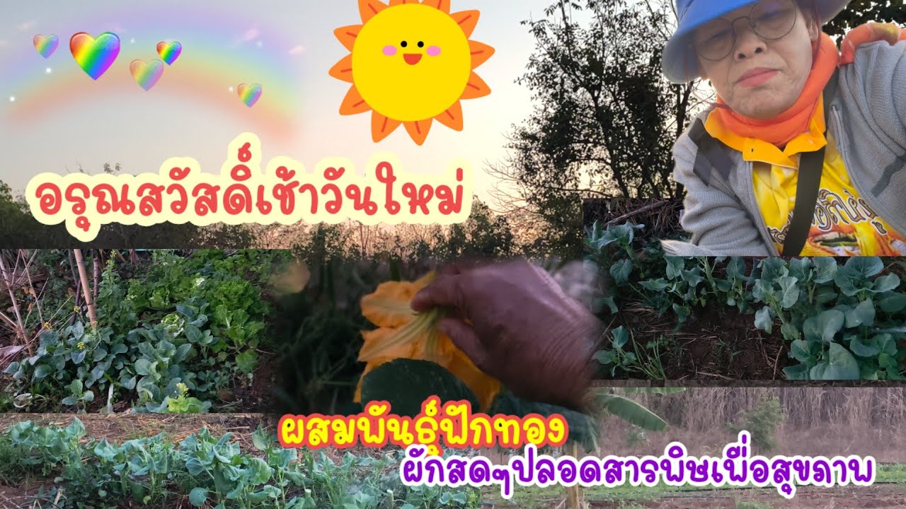 บรรยากาศเช้าๆของวันที่10 ผักสดๆหลังบ้าน