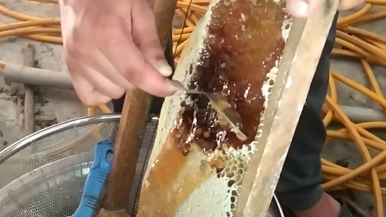 Pure Honey Harvest by Spoon, Natural Honey🍯🍯