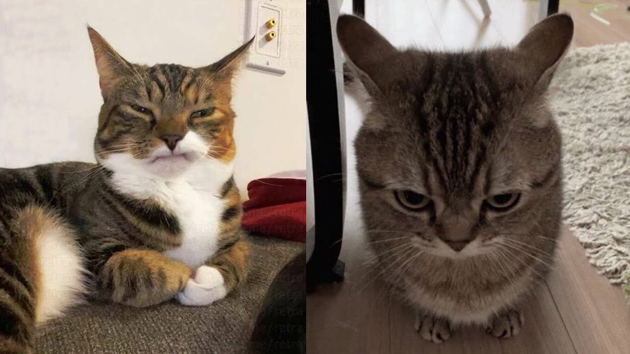 Кошки просто делают то, что у них получается лучше всего 🤣 Смешные видео с кошками 2025 🐱 Часть 83