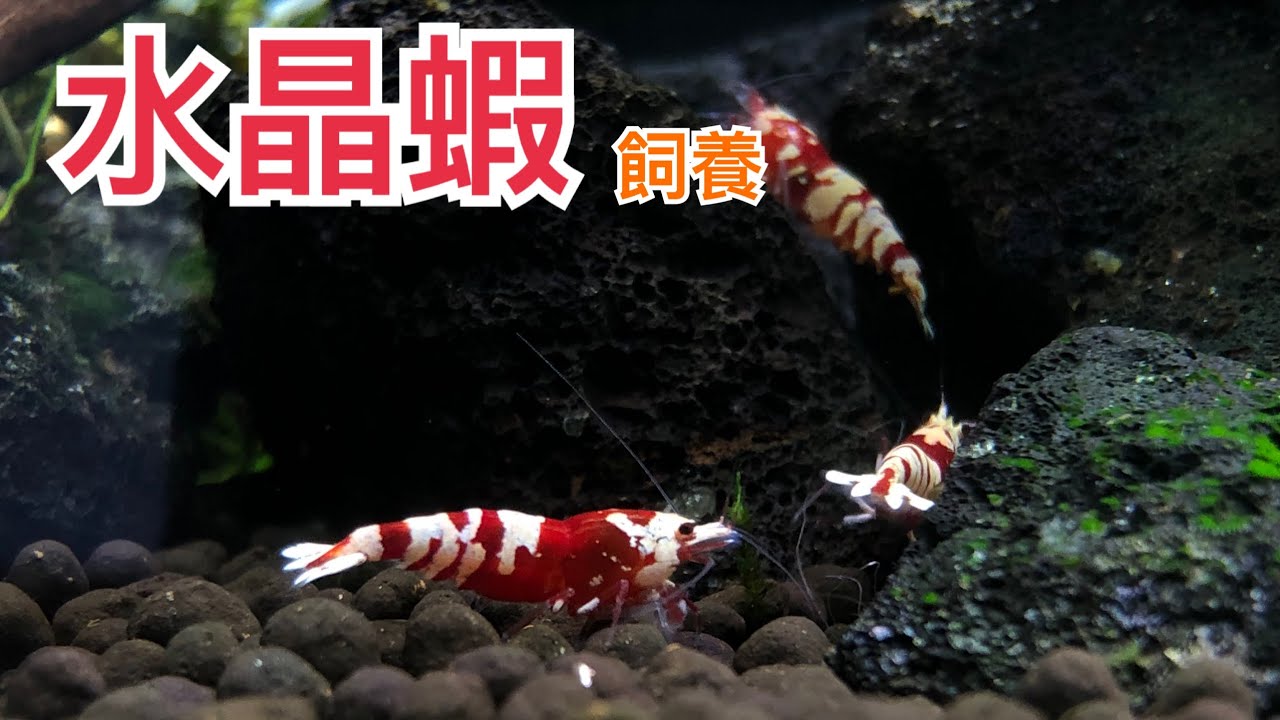 沈木造景缸放水晶蝦囉！Crystal shrimp in sink wood landscaping tank
