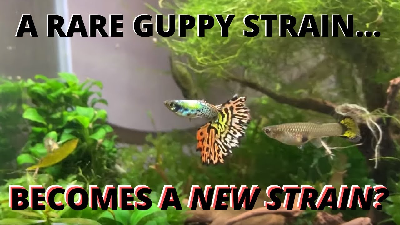 Rare Imported Platinum Galaxy Tiger Guppy Strain IMPROVED