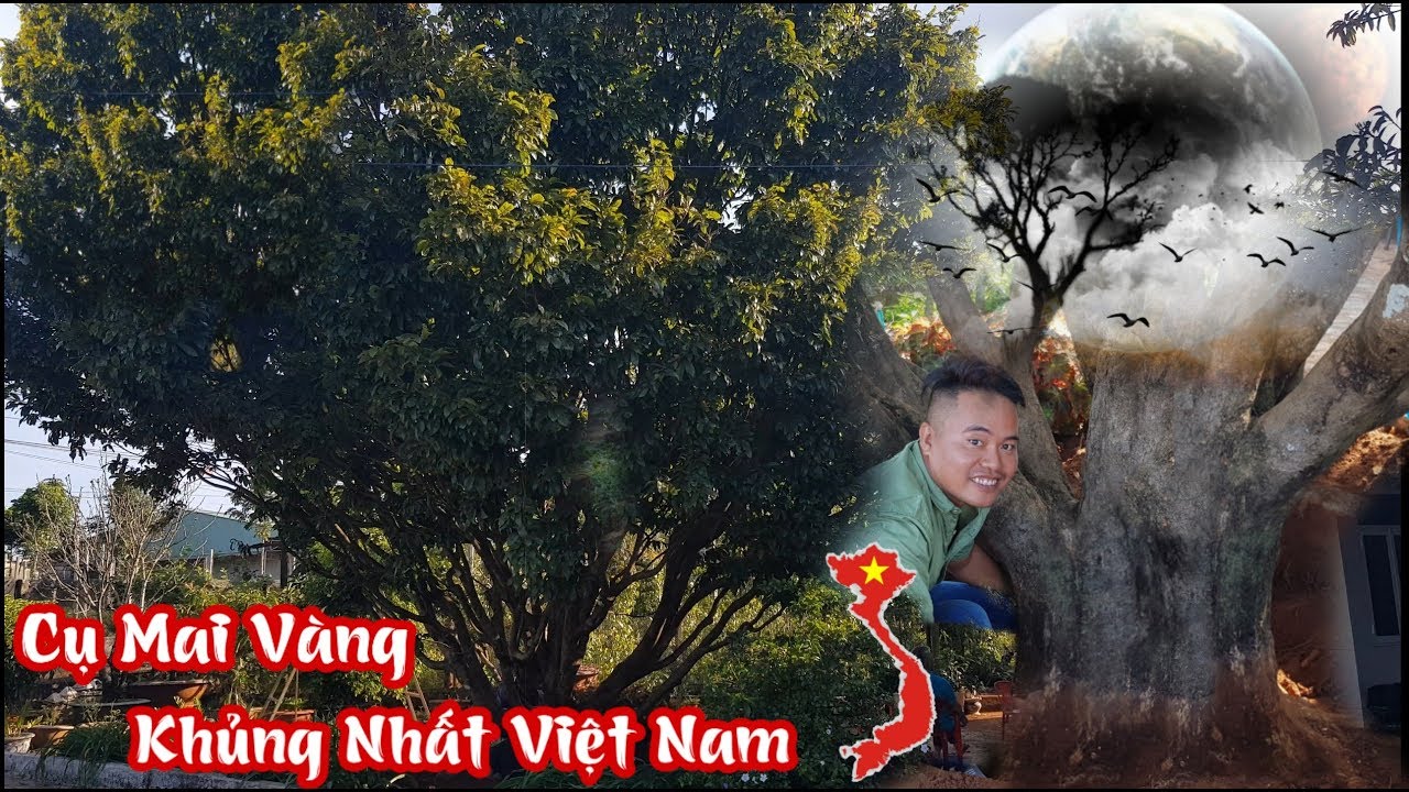 Gốc mai vàng cổ thụ gần 200 năm tuổi khủng nhất Việt Nam sẽ như thế nào