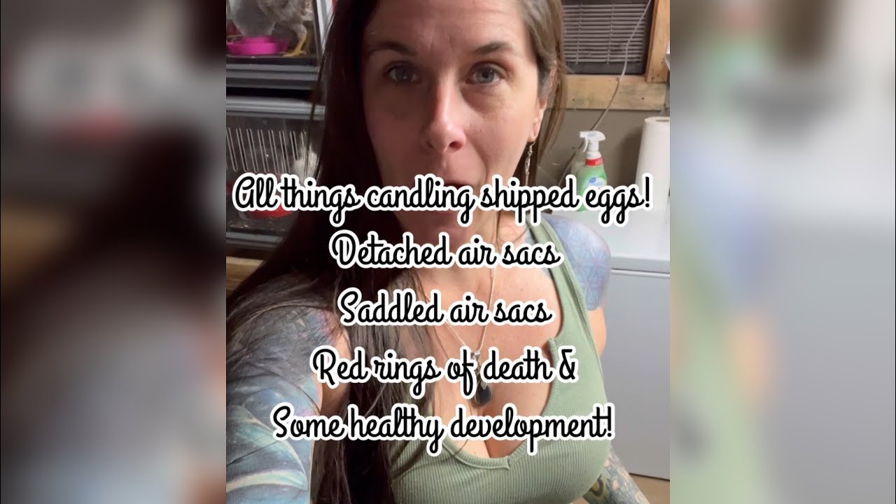 Candeling SHIPPED eggs! Detached air cells / saddles air cells / red rings of death / healthy eggs